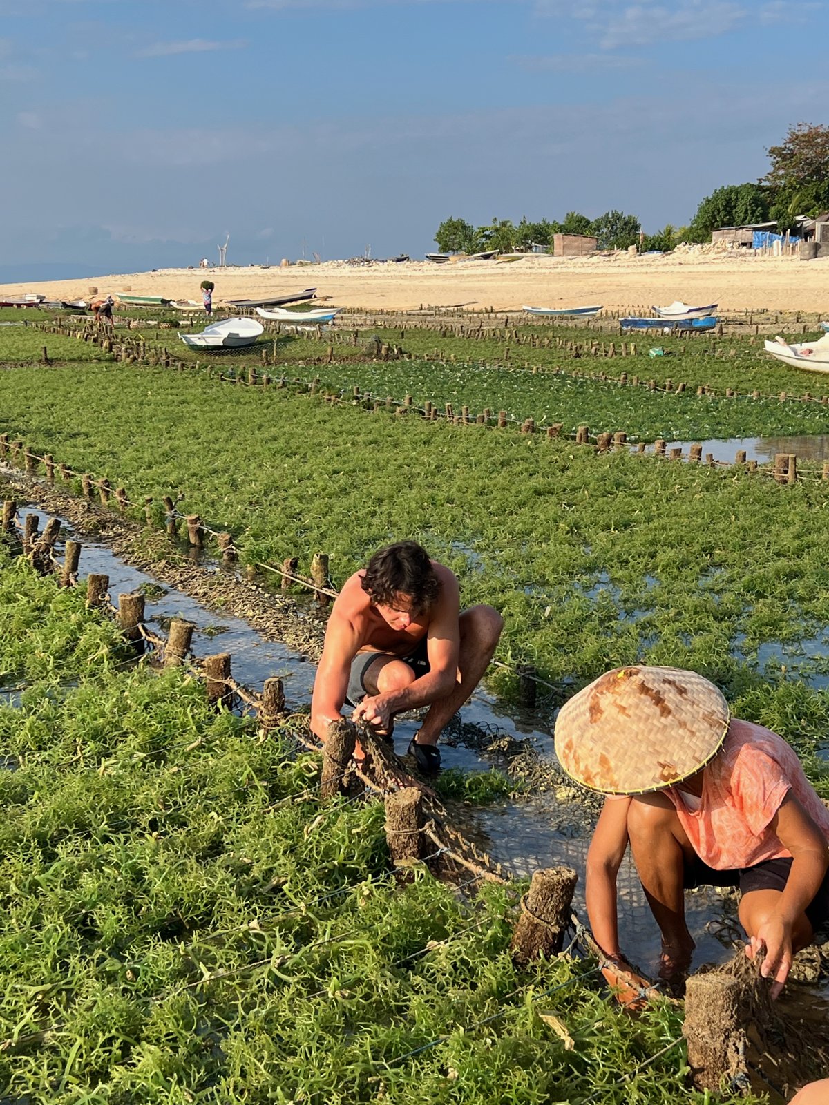 Paul et une cultivatrice récoltent à la main les algues accrochées aux cordes d'une parcelle de Nusa Lembongan