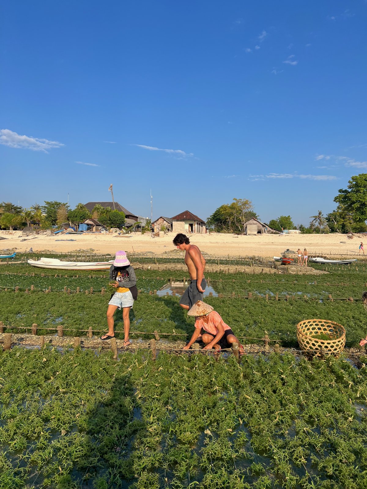 Récolte des algues dans une parcelle de Nusa Lembongan, avec la plage et le village au fond