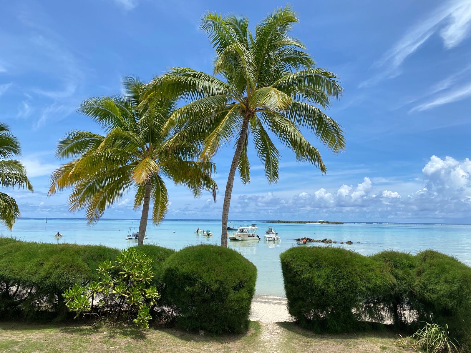 Plage bordée de cocotiers à Moorea