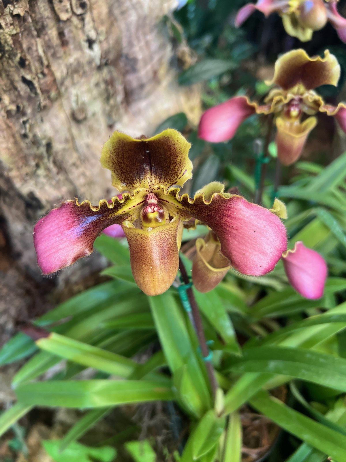 Orchidées sabot-de-Vénus roses dans les jardins de Mae Fah Luang