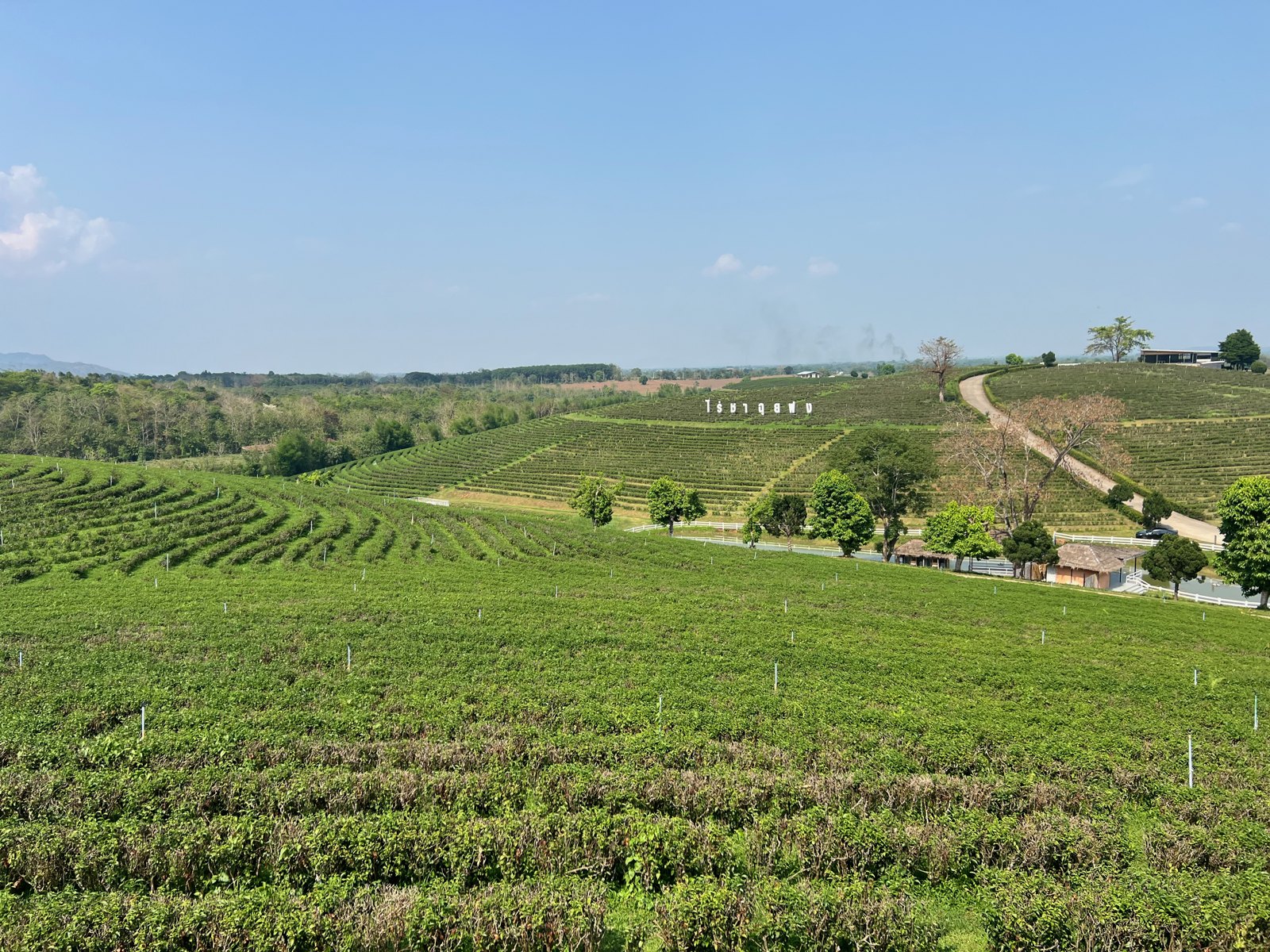 Rangées de théiers sur les collines de la plantation Choui Fong