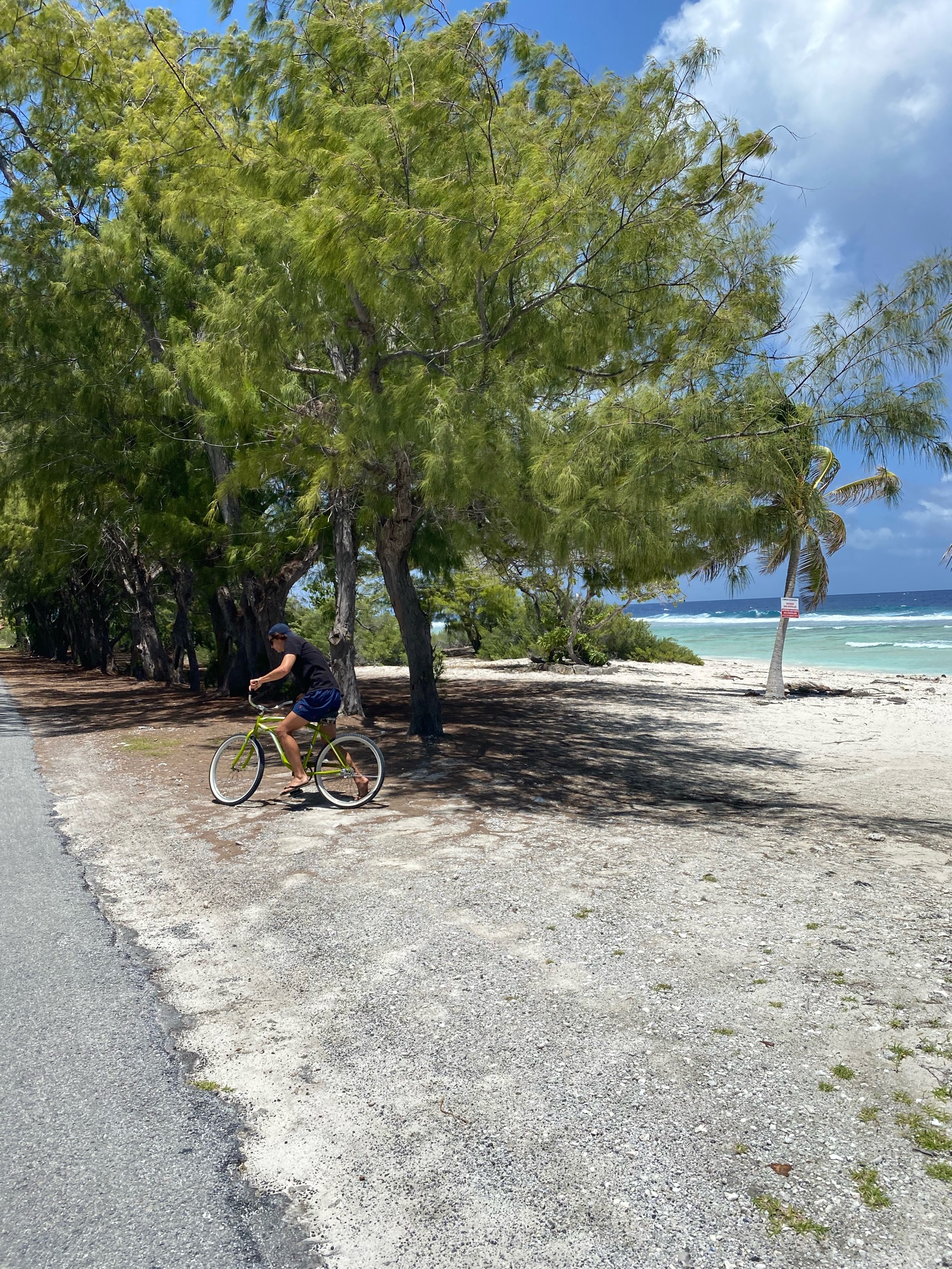 Arbre sur une plage de corail à Rangiroa