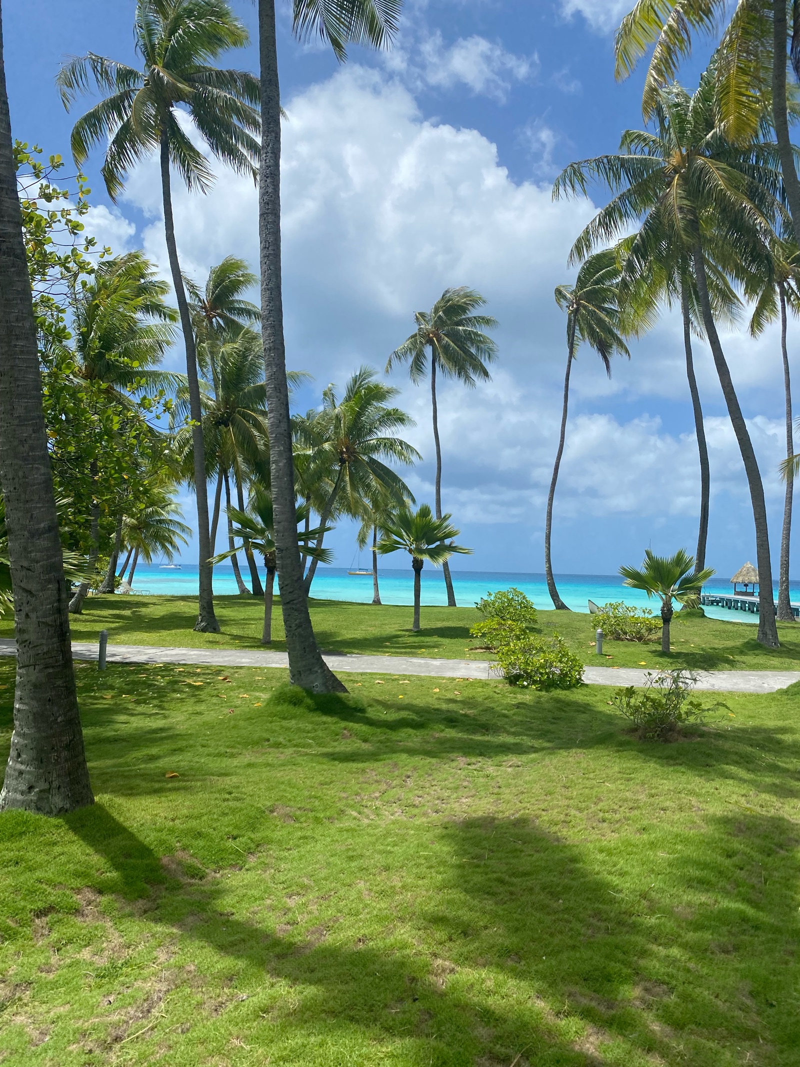 Cocotiers au bord du lagon de Rangiroa