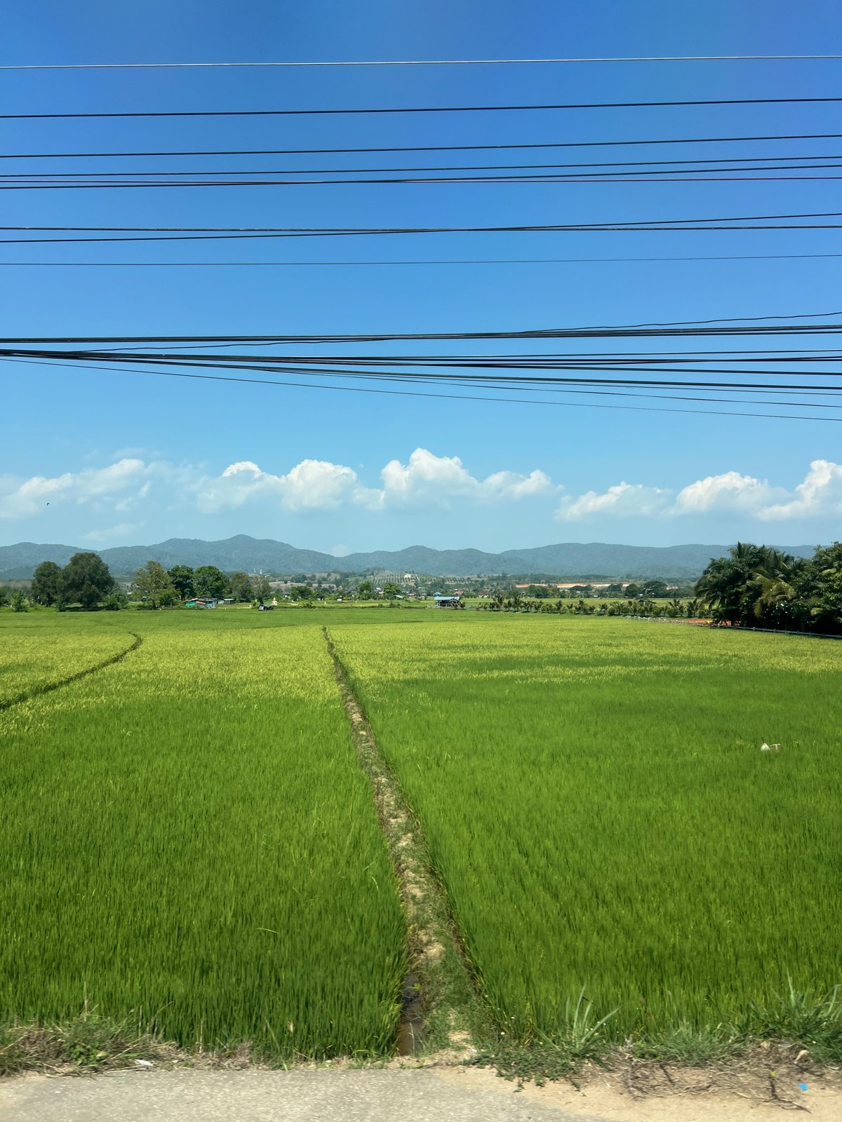 Rizière verte et montagnes au bord de la route entre Chiang Mai et Chiang Rai