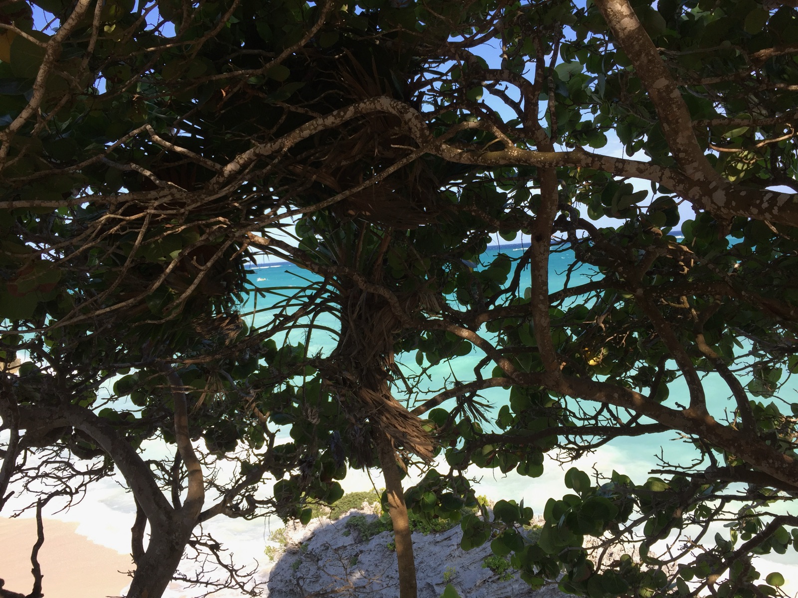 Mer turquoise vue à travers les arbres depuis les ruines de Tulum