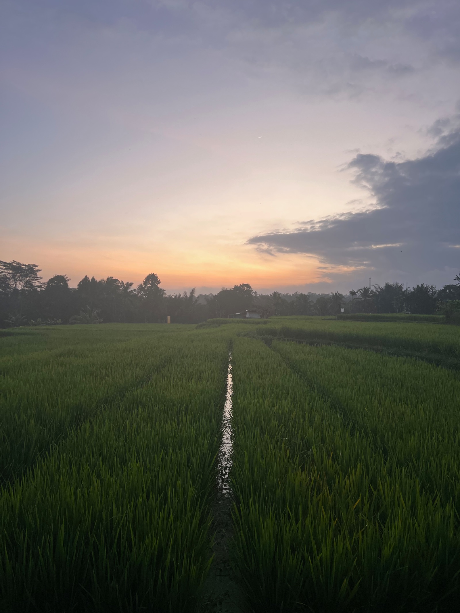 Coucher de soleil sur une rizière près d'Ubud