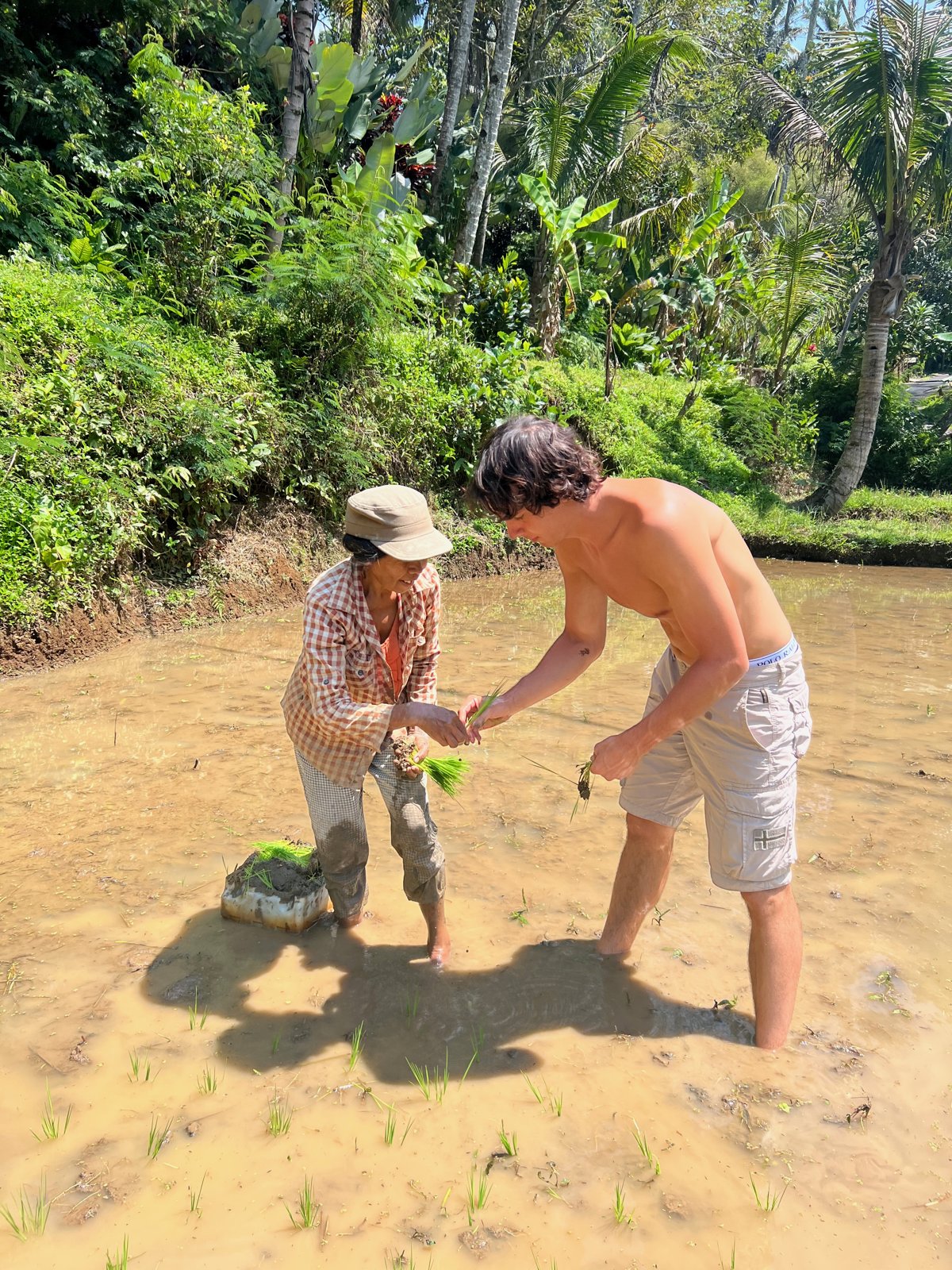 Une cultivatrice tend des jeunes plants de riz à Paul dans une rizière inondée près d'Ubud