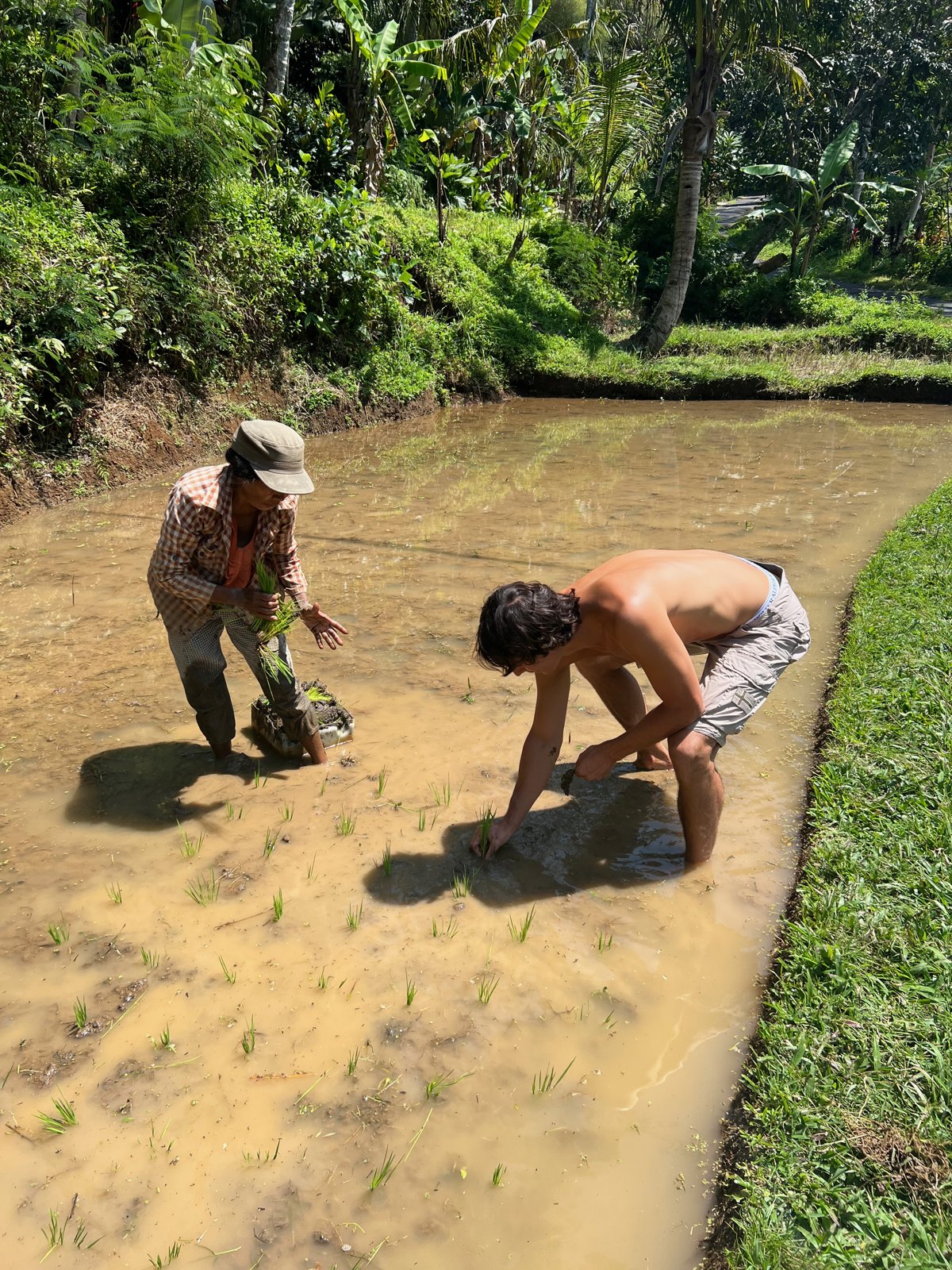 Paul, pieds nus dans la boue, repique des plants de riz à côté d'une cultivatrice dans une rizière près d'Ubud