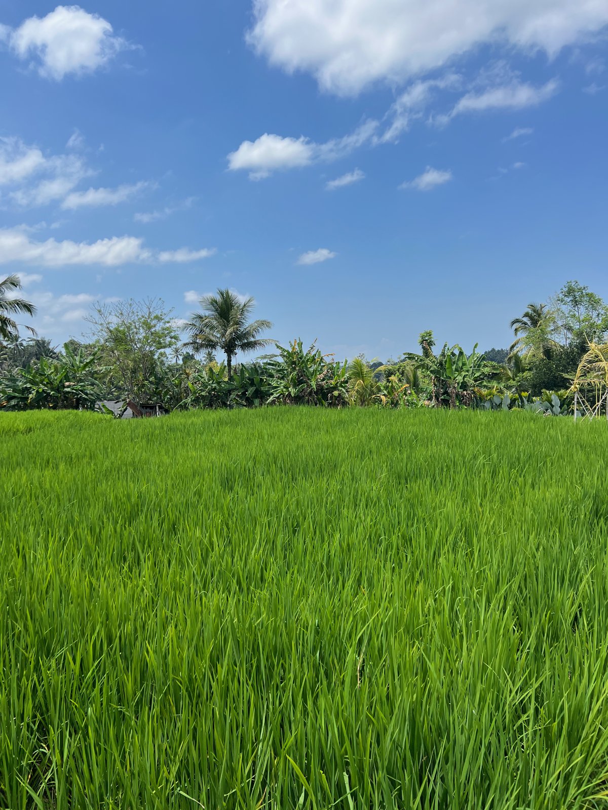 Champ de riz vert sous un ciel bleu près d'Ubud, à Bali