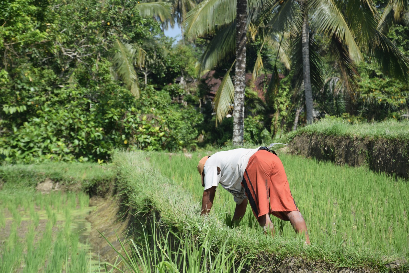 Riziculteur au travail dans une rizière près d'Ubud