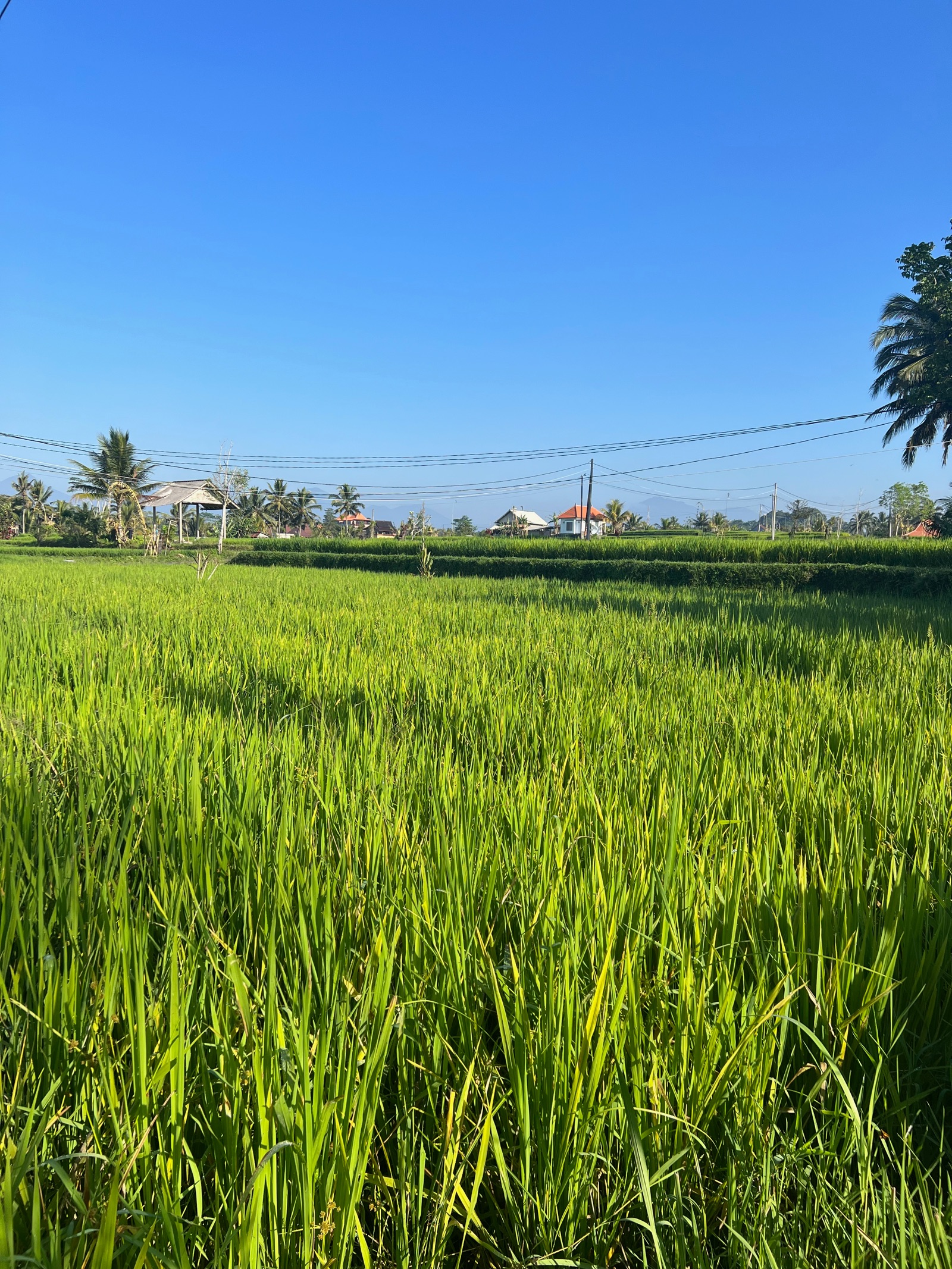 Rizière verte au nord d'Ubud sous un ciel bleu