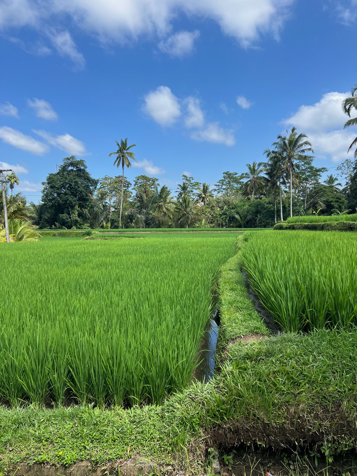 Rizière d'un vert vif bordée de cocotiers près d'Ubud, à Bali