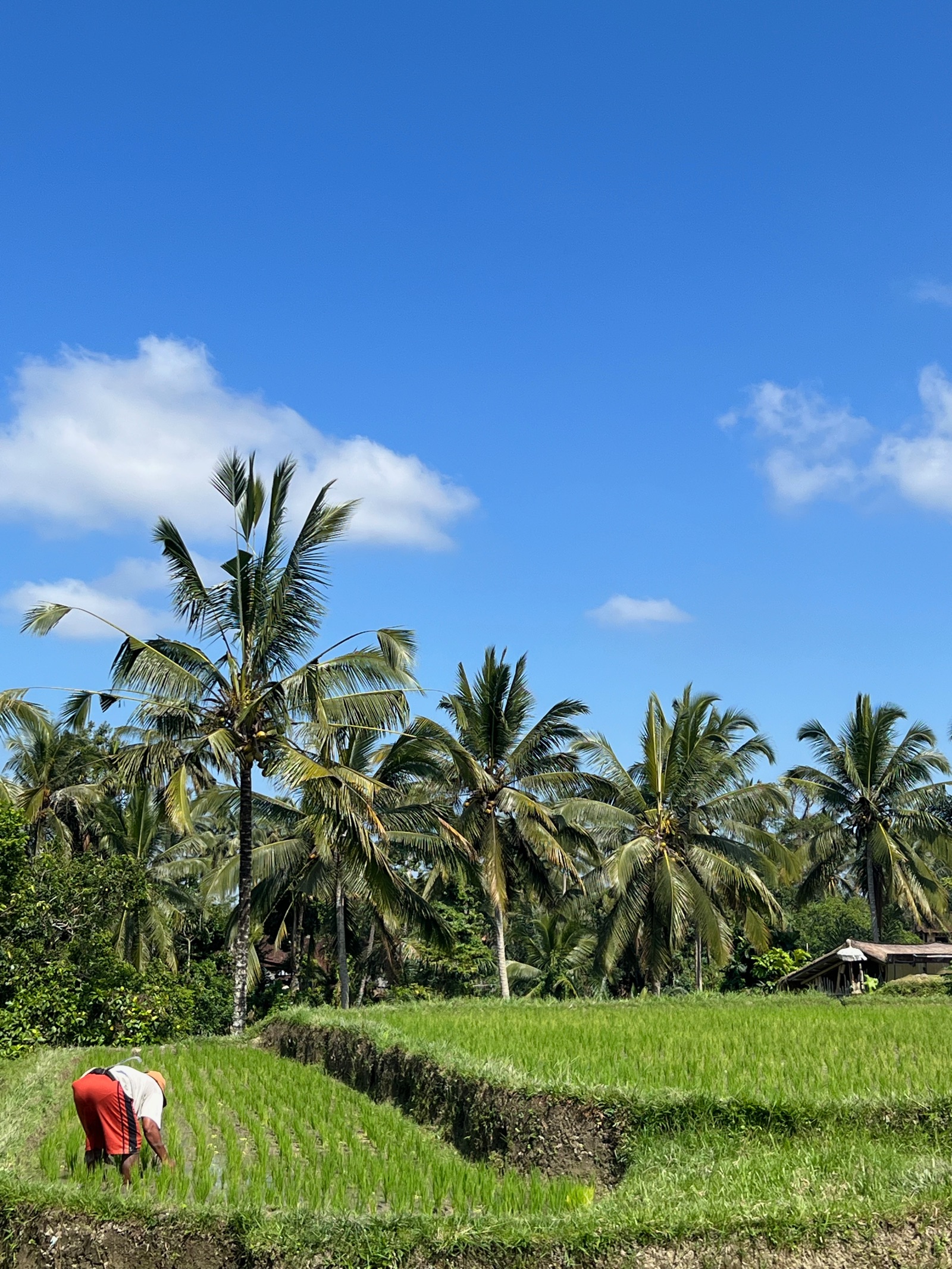Rizières en terrasses et cocotiers au nord d'Ubud